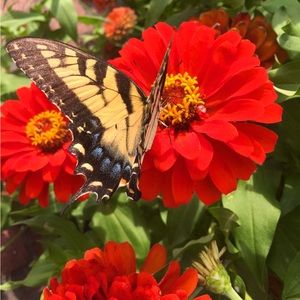 Meet your Posher, Shelley